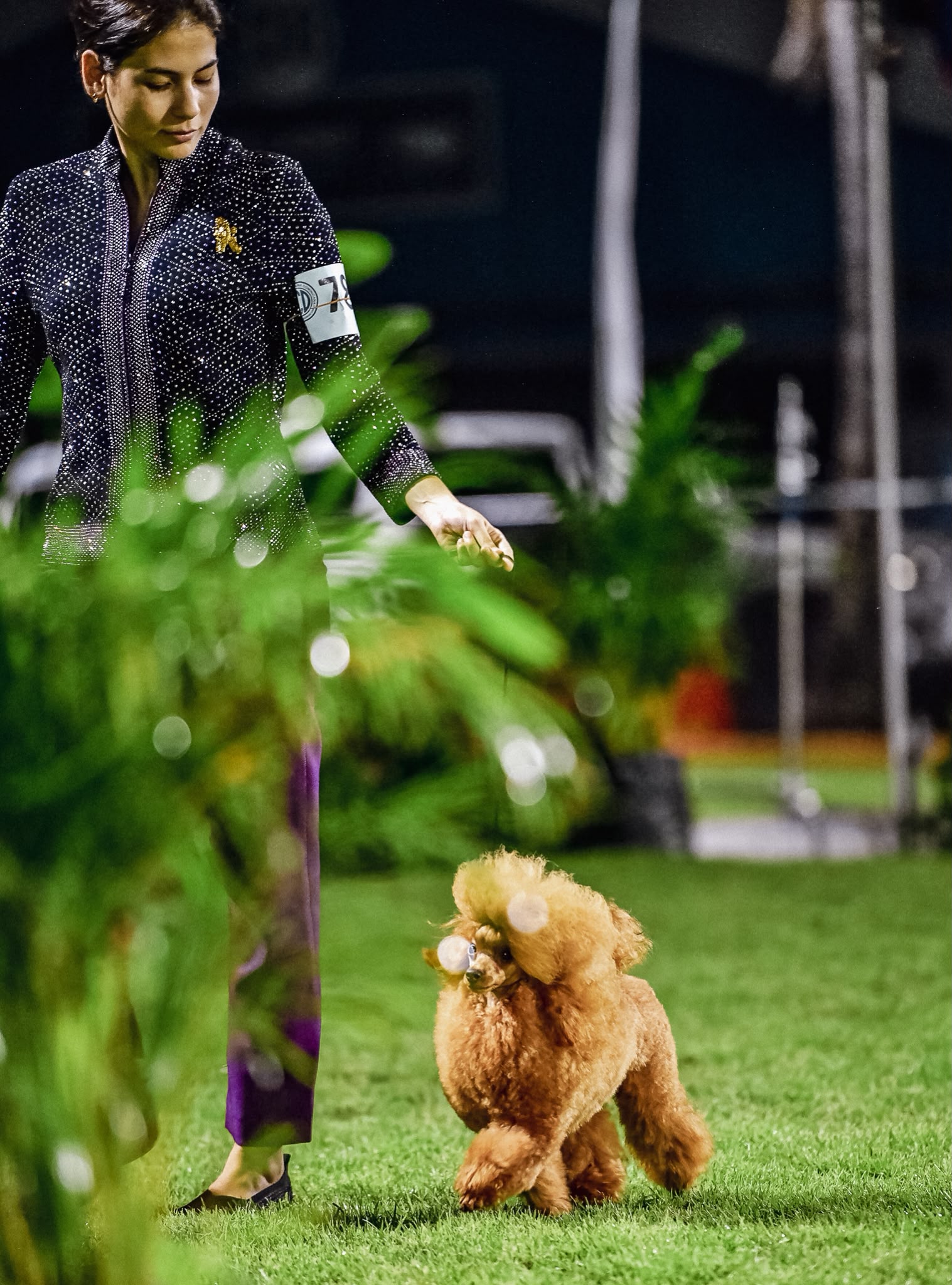 Ringside at a dog show