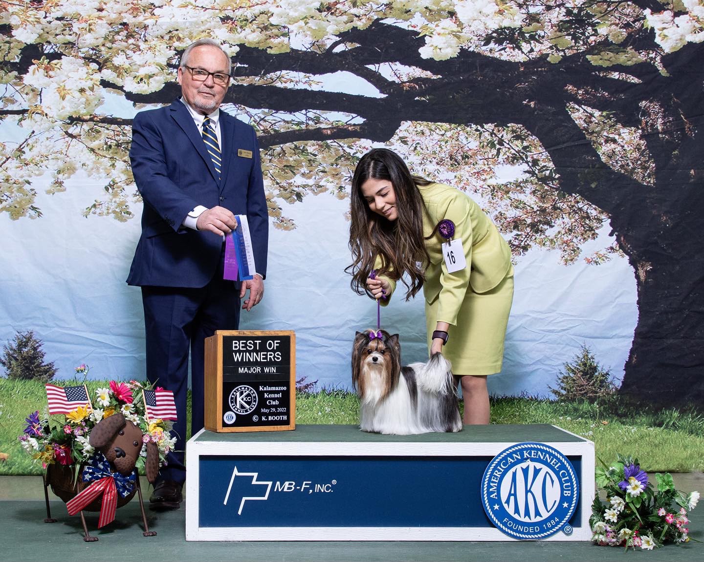 Nicole Mercado presenting a Yorkshire Terrier with the judge