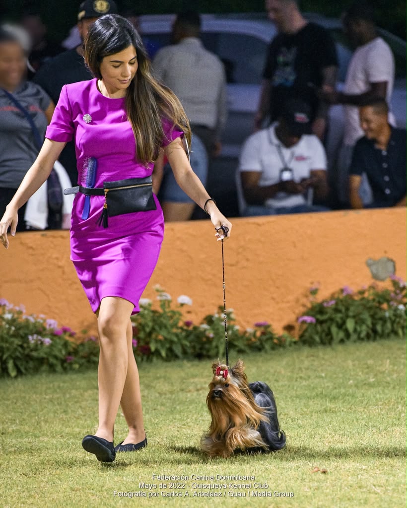 Gaiting a Yorkshire Terrier at a dog show