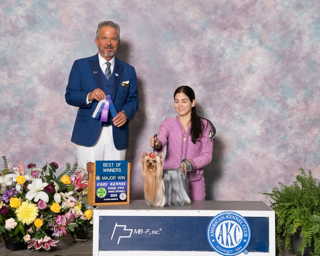 Presenting a Yorkshire Terrier on the show lawn
