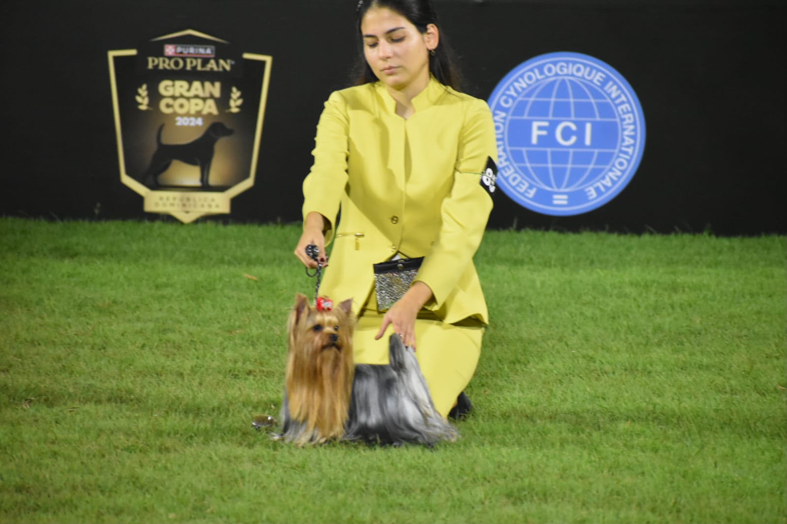 A quiet moment with a Yorkshire Terrier between shows