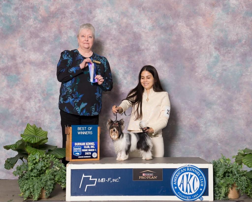 Handling a toy poodle at a dog show