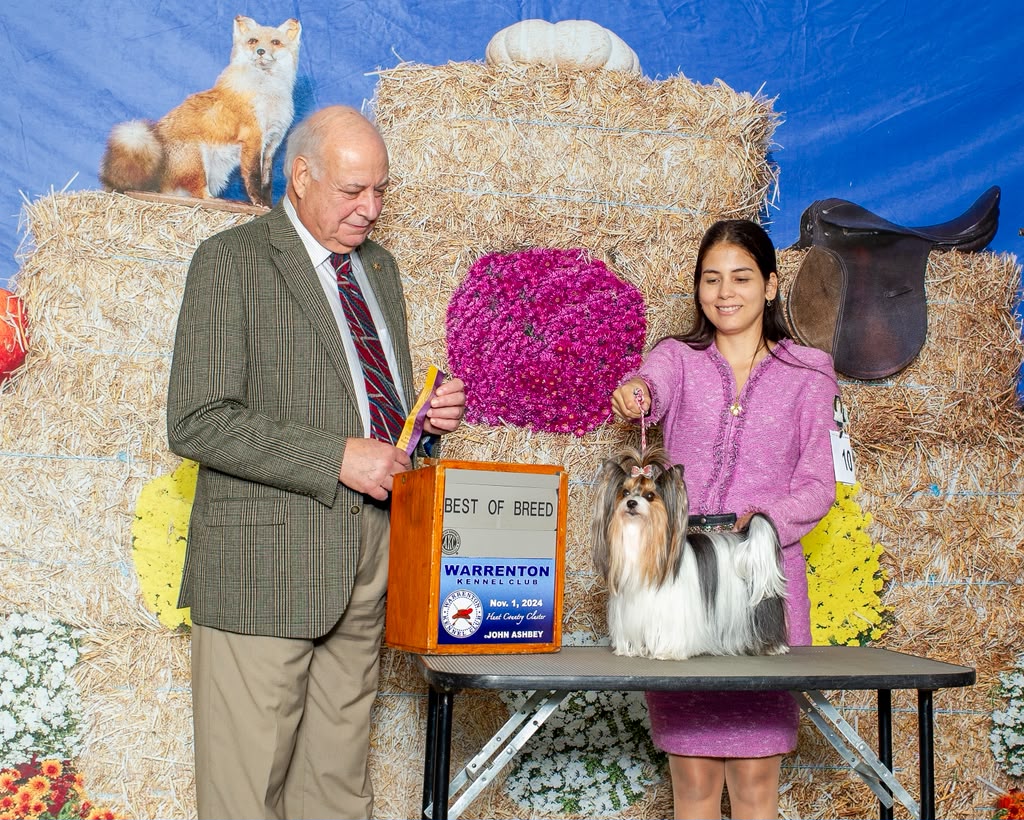 Nicole Mercado with a Yorkshire Terrier and the judge in the show ring